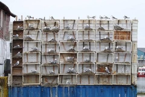 Black-legged kittiwake (Rissa tridactyla) specially installed breeding aids in Vardö on the island