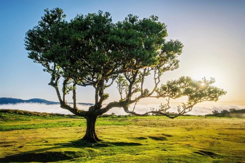 Centuries-old til trees in fantastic magical idyllic Fanal Laurisilva forest on sunset. Madeira