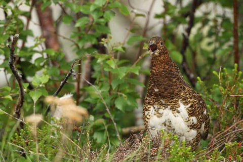 Willow ptarmigan (Lagopus lagopus) calling hen, Lofoten, Norway, Scandinavia, Europe