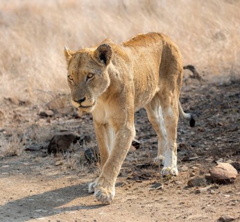 Lion (Panthera leo), adult female, walking through dry grass, African savannah, Kruger National