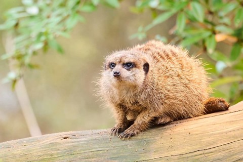 Meerkat (Suricata suricatta) sitting on an old tree trunk, Bavaria, Germany, Europe