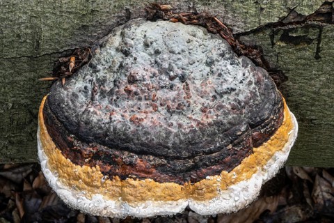 Beeswax Bracket (Ganoderma pfeifferi) with guttation drops, Emsland, Lower Saxony, Germany, Europe