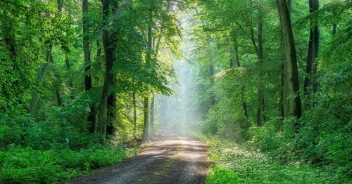 Hiking trail through light-flooded beech forest, sunbeams break through morning mist, Freyburg