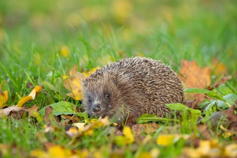 European hedgehog (Erinaceus europaeus) adult animal amongst fallen autumn leaves on a garden lawn,