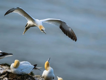 Northern Gannet, Morus bassanus, bird in flight over sea, Bempton Cliffs, North Yorkshire, England,
