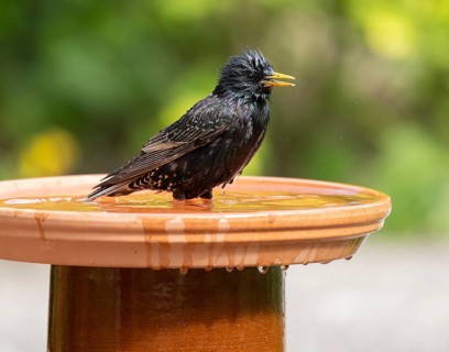 Common starling (Sturnus vulgaris) standing in the shallow water of a birdbath, Lower Saxony,