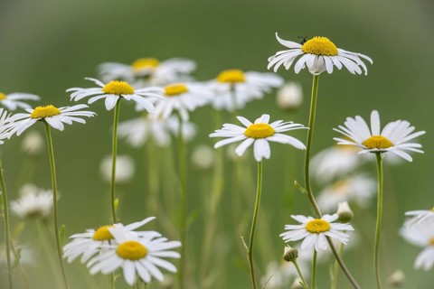 Ox-eye daisy (Leucanthemum vulgare), Emsland, Lower Saxony, Germany, Europe