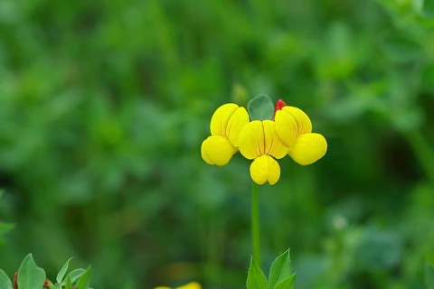 Bird's-foot Trefoil, Bird's-foot Trefoil (Lotus corniculatus), yellow flower in a meadow,