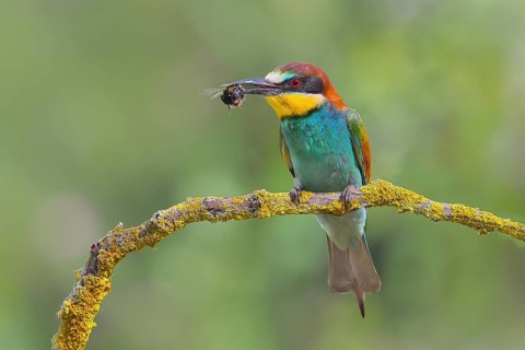 European bee-eater (Merops apiaster), adult bird with bumblebee in beak, wildlife, animals, birds,