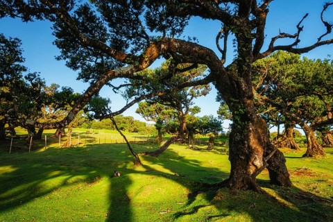 Centuries-old til trees in fantastic magical idyllic Fanal Laurisilva forest on sunset. Madeira