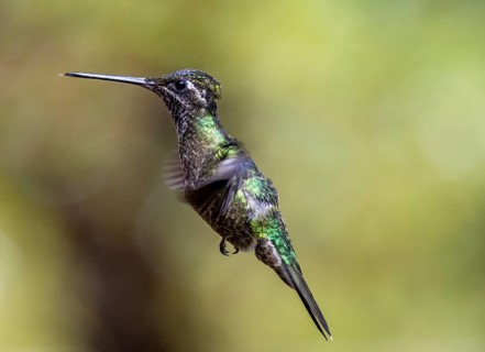 Violet-crowned Brilliant Hummingbird (Eugenes fulgens syn. Eugenes spectabilis) in flight, Los
