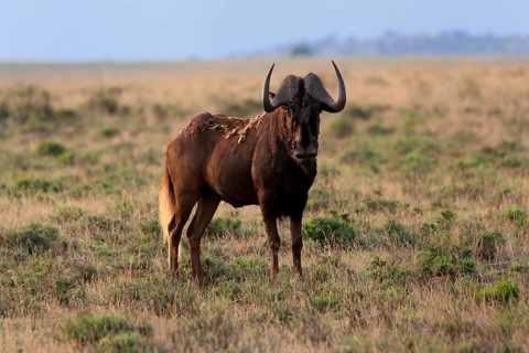 White-tailed wildebeest (Connochaetes gnou), adult, alert, Mountain Zebra National Park, Eastern