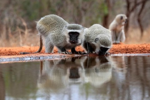 Vervet Monkey (Chlorocebus pygerythrus), adult, two animals, drinking, at the water, Kruger
