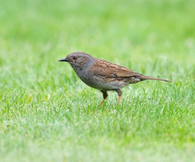 Dunnock (Prunella modularis) adult bird foraging on a lawn, Lower Saxony, Germany, Europe
