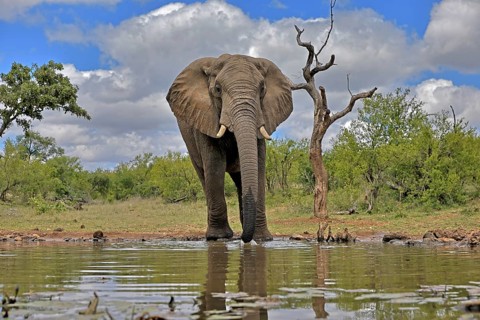 African elephant (Loxodonta africana), bull, male, at the water, Kruger National Park, Kruger