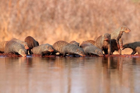 Zebra mongoose (Mungos mungo), adult, group, at the water, drinking, Kruger National Park, Kruger