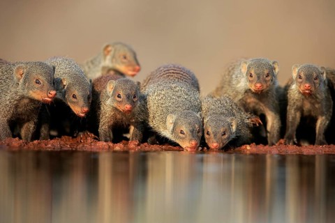 Zebra mongoose (Mungos mungo), adult, group, at the water, drinking, Kruger National Park, Kruger