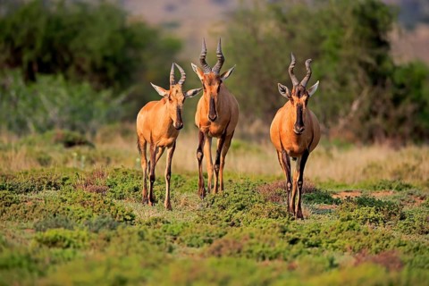 Red hartebeest (Alcelaphus buselaphus caama), kaama, adult, group, foraging, feeding, alert,