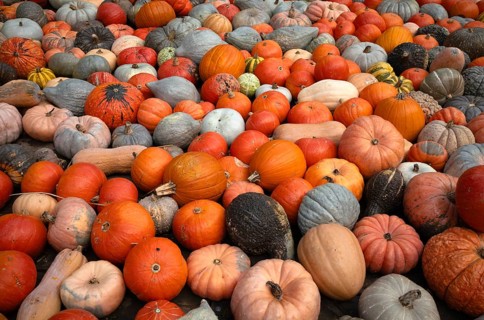 Various ornamental pumpkins, pumpkins, Ludwigsburg, Baden-Württemberg, Germany, Europe