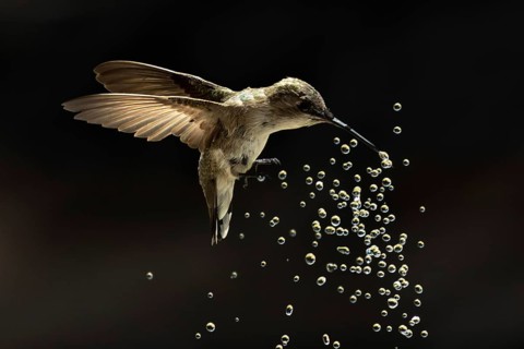Anna's hummingbird (calypte anna) enjoying the water fountain drops