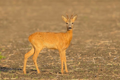 European roe deer (Capreolus capreolus), roebuck standing in a field after the rutting season,