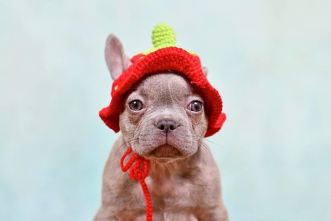 Cute young Lilac Brindle French Bulldog dog puppy with knitted strawberry hat