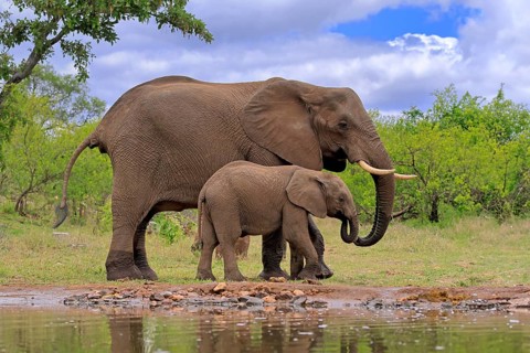 African elephant (Loxodonta africana), juvenile, mother, adult, female, mother with juvenile, at