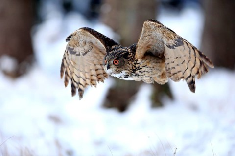 Eurasian Eagle-owl (Bubo bubo), adult flying in winter, in the snow, Zdarske Vrchy,
