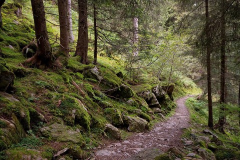 Taser Höhenweg, forest, Scena, Scena, South Tyrol, Autonomous Province of Bolzano, Italy, Europe