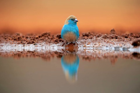 Blue waxbill (Uraeginthus angolensis), Angola butterfly finch, adult, at the water, Kruger National