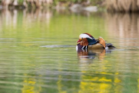 A colourful mandarin duck (Aix galericulata) swims calmly on the water with reflections, Hesse,