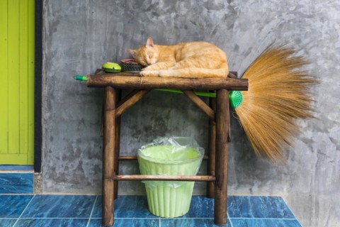 Cat sleeping on a table, pet, domestic cat, animal, sleeping, rest, resting, lazy, lazy, serenity,