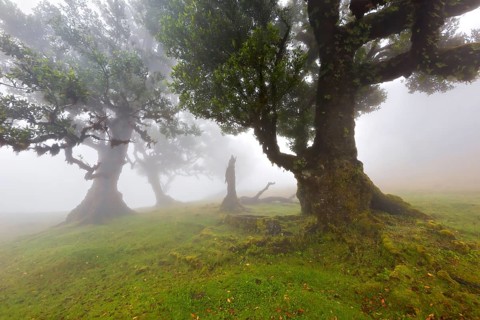 Mystische Szenerie mit grünen moosbedeckten Bäumen im dichten Nebel, der eine friedliche Atmosphäre