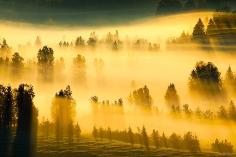 Fog and forest at the Rothenthurm high moor, Canton Schwyz, Switzerland, Europe
