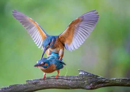 Kingfisher (Alcedo atthis) female on branch, male in flight, pair, mating, courtship, interaction,