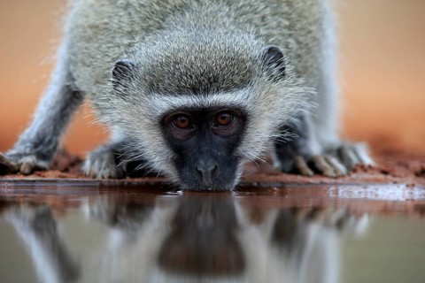 Vervet Monkey (Chlorocebus pygerythrus), adult, drinking, portrait, at the water, Kruger National