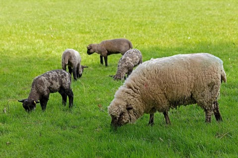 Sheep and lambs on pasture, Shottery, Stratford-upon-Avon, Warwickshire, England, Great Britain