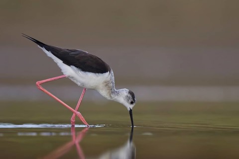 Black-winged Stilt (Himantopus himantopus) female foraging, North Rhine-Westphalia, Germany, Europe