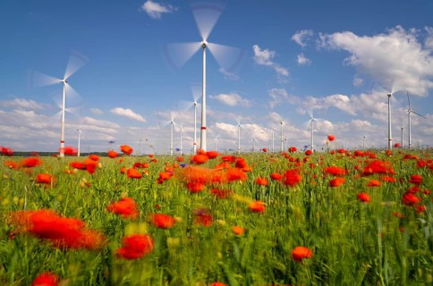 Wind farm, field with flower strips, insect-friendly border of fields with mixed flowers, poppies,