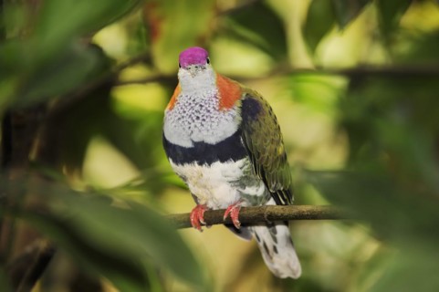Superb fruit dove (Ptilinopus superbus), male, captive, occurring in Asia and Australia