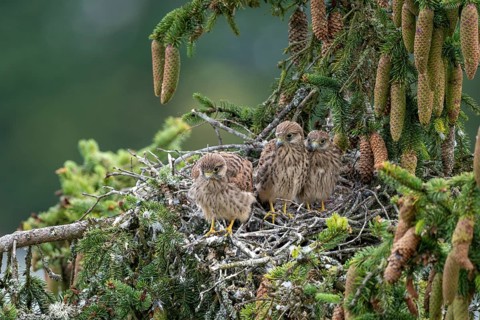 Common kestrel (Falco tinnunculus), young birds not yet ready to fly in the nest,