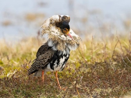 Ruff (Calidris pugnax) male in breeding plumage at lek, about to display, Pokka, Finnish Lapland