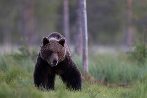 Brown bear (Ursus arctos) in the Finnish taiga, Kuusamo, Finland, Europe