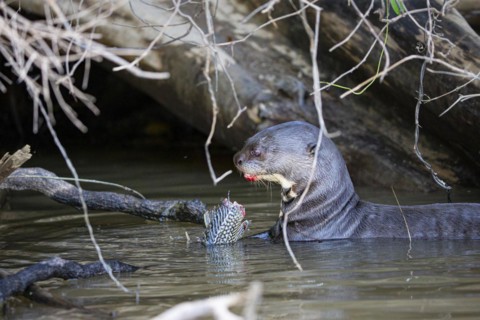 Giant otter (Pteronura brasiliensis) Pantanal Brazil