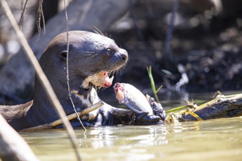 Giant otter (Pteronura brasiliensis) Pantanal Brazil