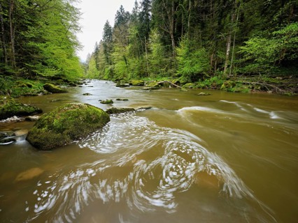 European beech trees shedding leaves, in the foreground moss-covered stones on the river Sihl,