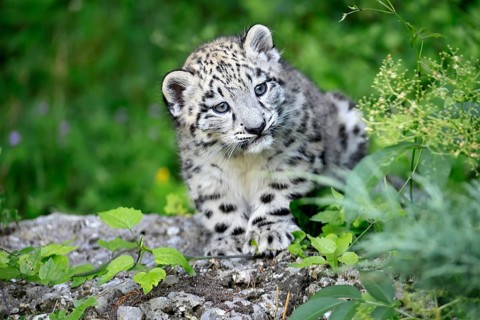 Snow leopard (Uncia uncia), young, sitting on rocks, alert, curious, portrait, endangered species,