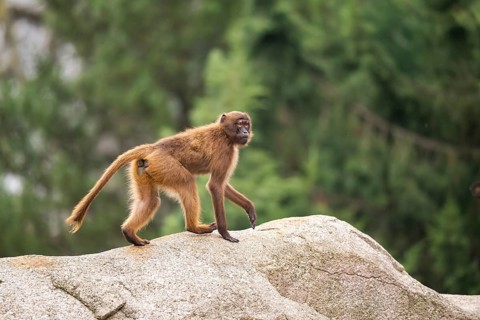 Gelada (Theropithecus gelada) walking on a rock, captive, Germany, Europe