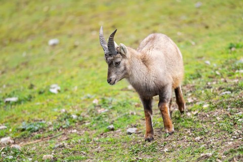 Alpine ibex (Capra ibex) female walking on a meadow, Bavaria, Germany, Europe