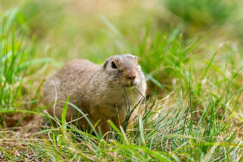 European ground squirrel (Spermophilus citellus) on a meadwo, Bavaria, Germany, Europe